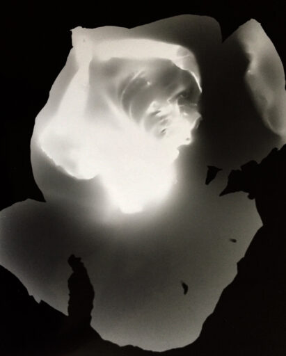 Lactuda Savita  2017.  Silverprint Photogram på fomaspeed 311. 30 x 24 cm / 11 x 9 inch